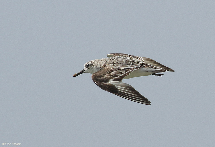    Sanderling Calidris alba                                  , 2010.: 